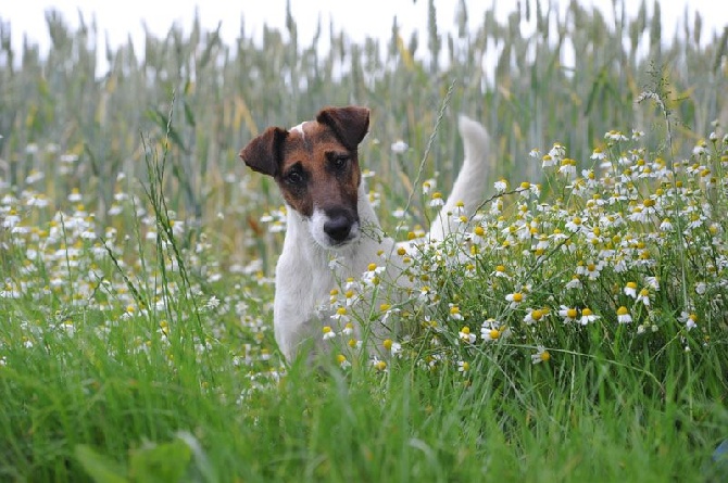 du Manoir Saint Adrien - ELEVAGE SELECTIONNE PAR LA SOCIETE CENTRALE CANINE