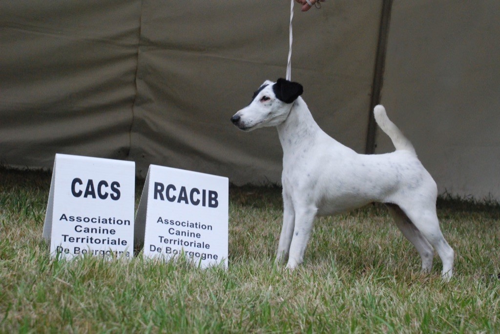 du Manoir Saint Adrien - ORPHEE DOG SHOW ARAD EN ROUMANIE DU 9 AU 11/07/21