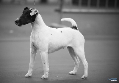 du Manoir Saint Adrien - SPECIALE FOX TERRIER -CACS/CACIB A TOULOUSE