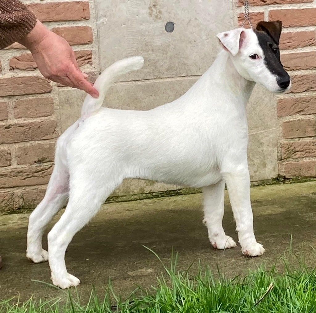 du Manoir Saint Adrien - SISSOU DOG SHOW NATIONAL - MALTOT 14/07/22