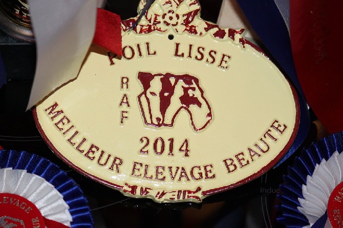 du Manoir Saint Adrien - MEILLEUR ELEVAGE FOX POIL LISSE BEAUTE 2014