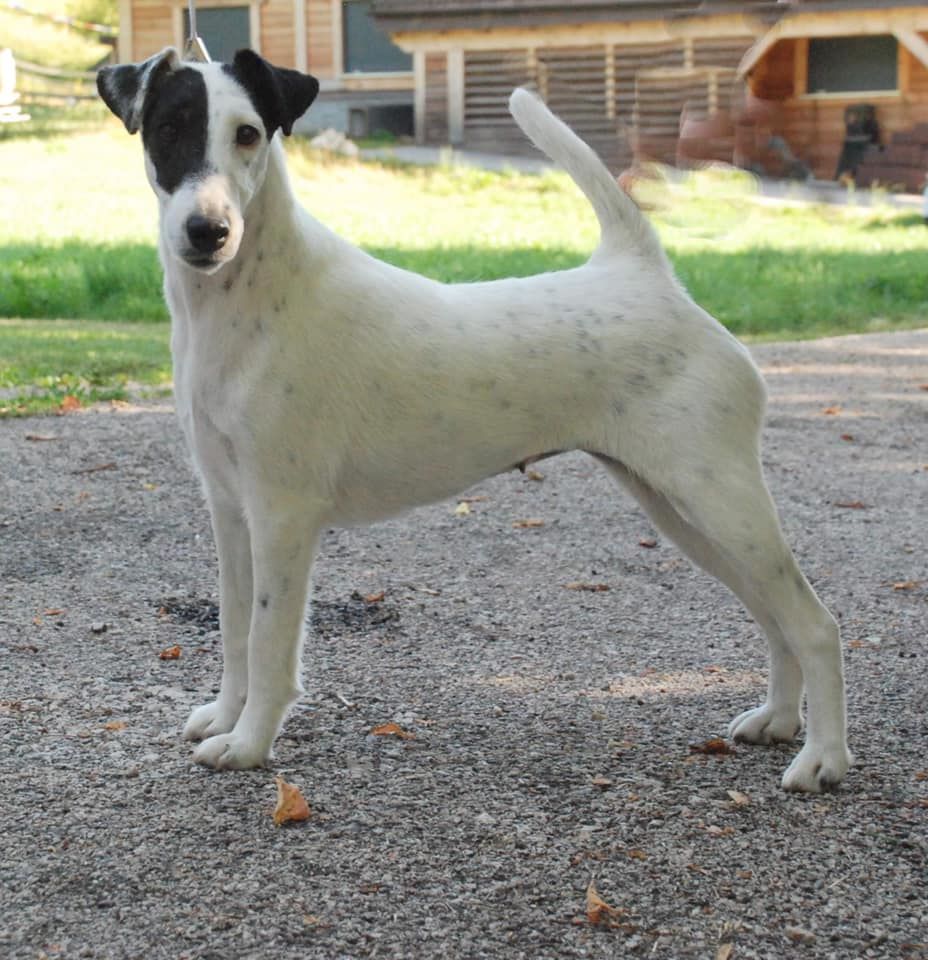 du Manoir Saint Adrien - NATIONAL DOG SHOW - CACS - DIJON - le 05/09/20