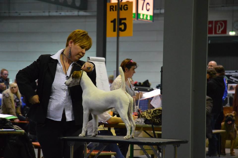 du Manoir Saint Adrien - LUXEMBOURG DOG SHOW CACL/CACIB le 28/03/2015