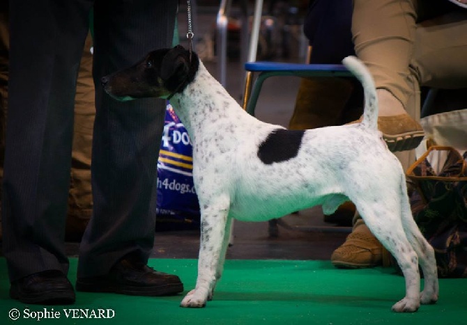 du Manoir Saint Adrien - CRUFTS 2014 - LA BANDE DE FOX DU MANOIR SAINT ADRIEN