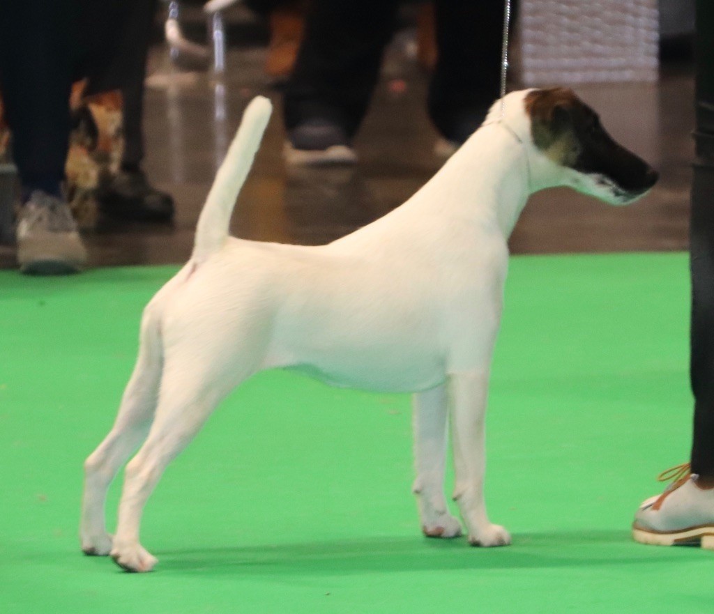 du Manoir Saint Adrien - DOG SHOW NATIONAL - CACS - EVREUX LE 10/05/2018