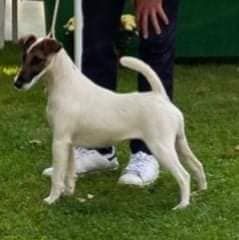 du Manoir Saint Adrien - RIANA SPECIALE FOX TERRIER CUP RHEINLAND 19/09/21