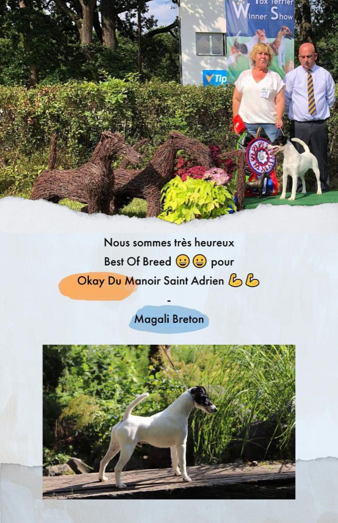 du Manoir Saint Adrien - EUROPEAN FOX TERRIER WINNER SHOW 27/08/22 (2 jours)