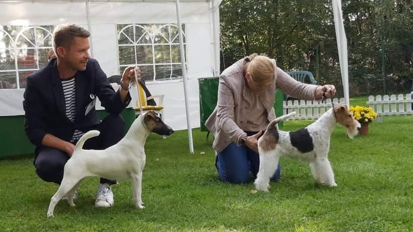 du Manoir Saint Adrien - RIANA SPECIALE FOX TERRIER CLUB ALLEMAGNE CUP RHEINLAND DERNIERE ETAPE