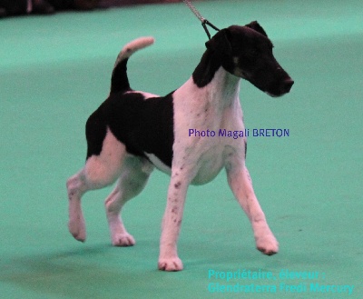 du Manoir Saint Adrien - Reportage Cruft's 2012 - Fox Terrier poil lisse (smooth)