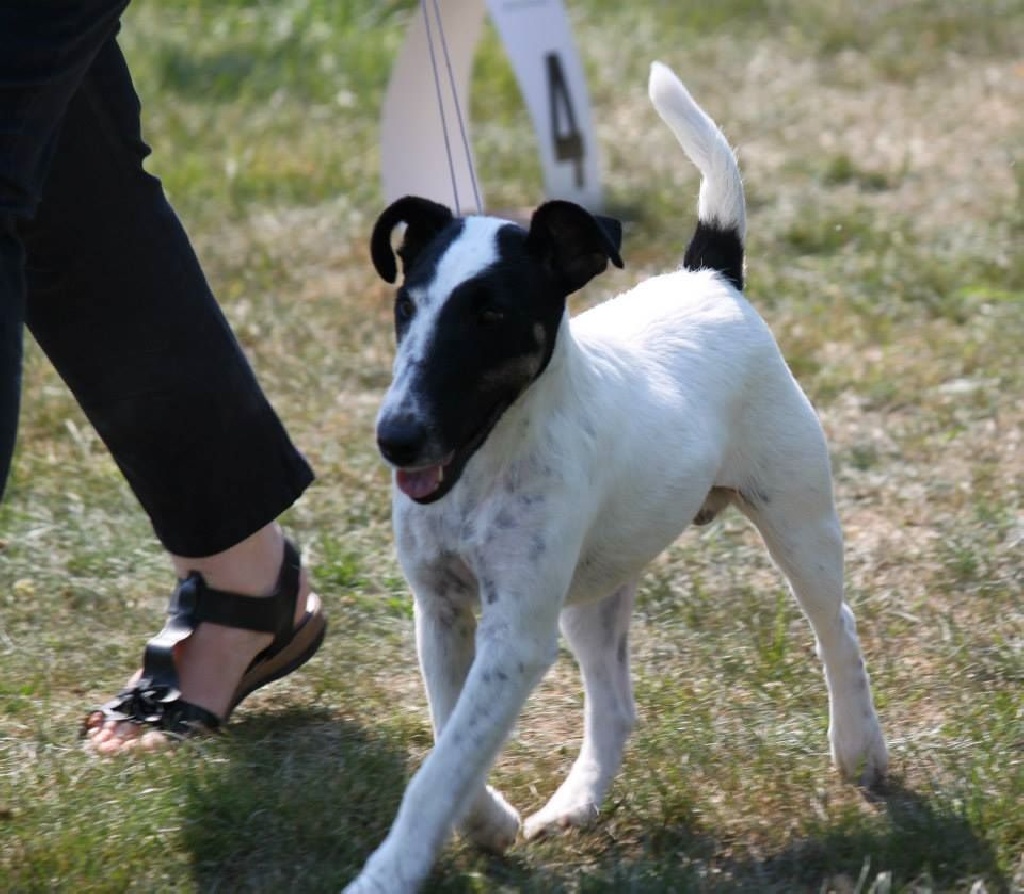 du Manoir Saint Adrien - EUROPEAN FOX-TERRIER WINNER SHOW - MORITZBURG (DE) - 8 AOUT 2015