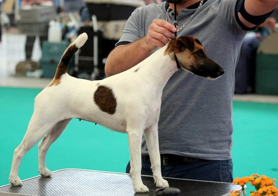 du Manoir Saint Adrien - DOG SHOW IHA KREUZLINGEN (SUISSE)