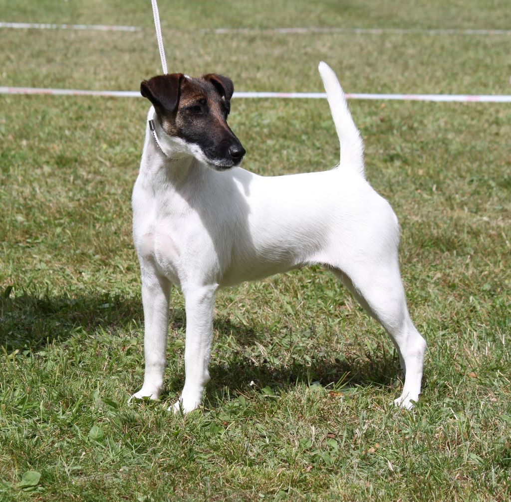 du Manoir Saint Adrien - EUROPEAN FOX TERRIER, WINNER SHOW BELGIQUE 2017