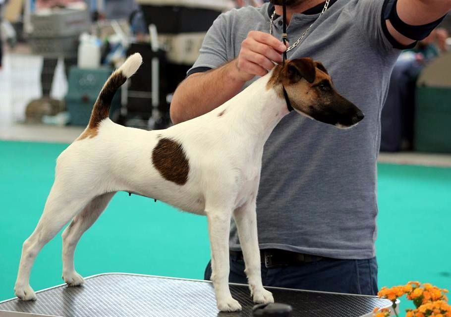 du Manoir Saint Adrien - DOG SHOW INTERNATIONAL LUDWIGSHAFEN (ALLEMAGNE) 2017 