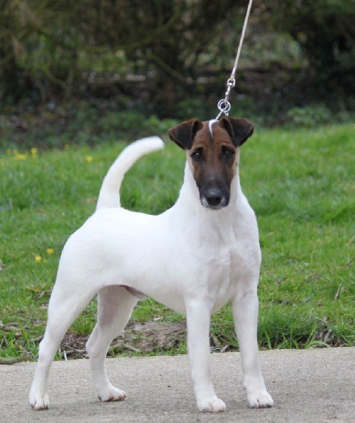 du Manoir Saint Adrien - DOG SHOW NATIONAL - CACS - VESOUL (FR)