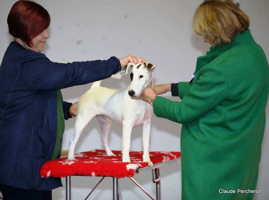 du Manoir Saint Adrien - CACS/CACIB SPECIALE DE ROUEN + TRAVAIL 04/12/2016