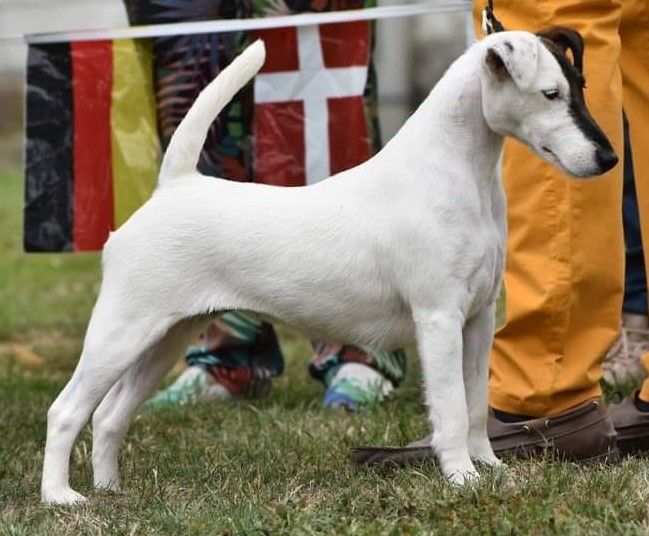 du Manoir Saint Adrien - CH SISSOU - INTERRA WINNER SHOW - SUISSE - 24/08/2023