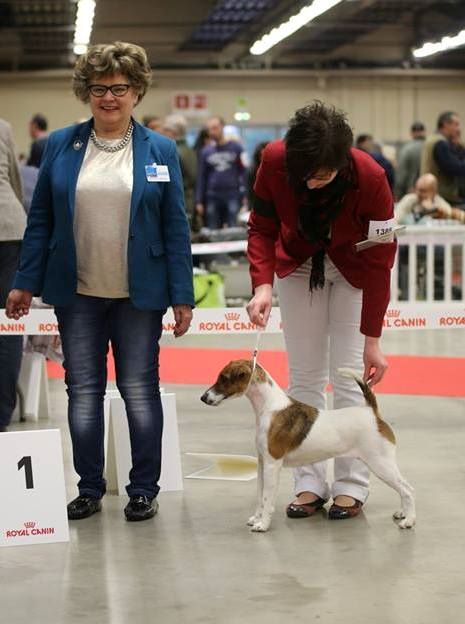 du Manoir Saint Adrien -  VINCENNES PARIS DOG SHOW -  CACS/CACIB - 10/01/15