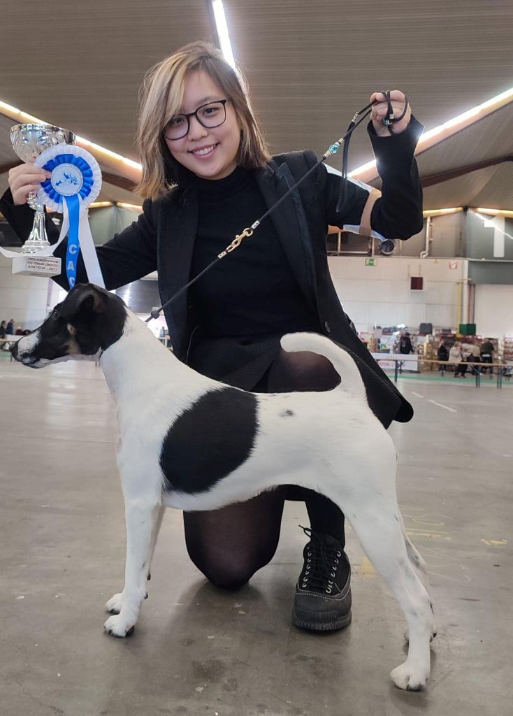 du Manoir Saint Adrien - REBEL ROCK DIT ROCKY - EURODOGSHOW BELGIQUE - 2 JOURS DE SHOW