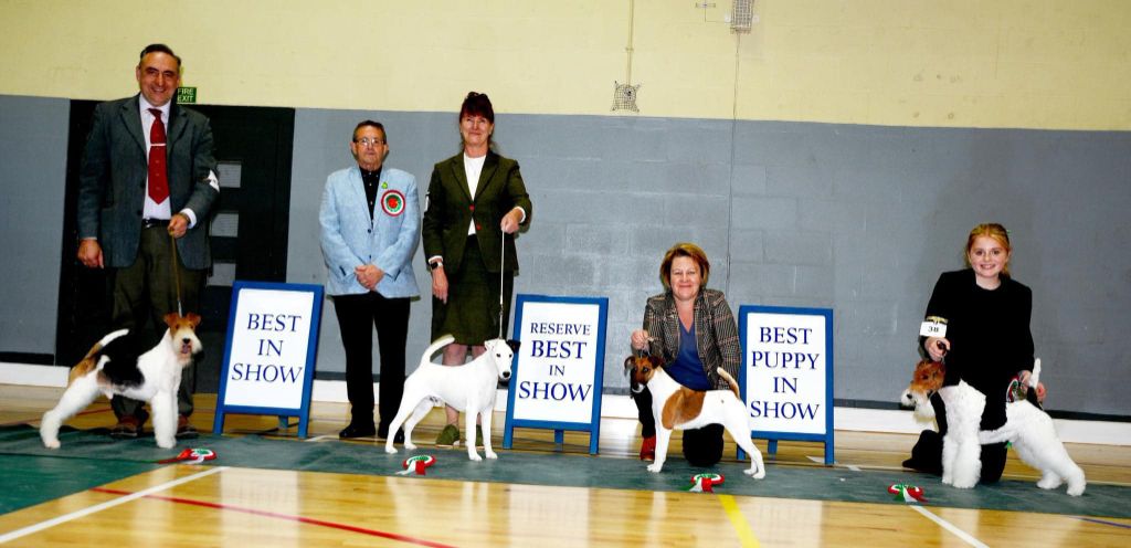 du Manoir Saint Adrien - 06/10/24 - 3 MANOIR ST ADRIEN SUR LE RING AU FOX TERRIER CLUB OF WALES