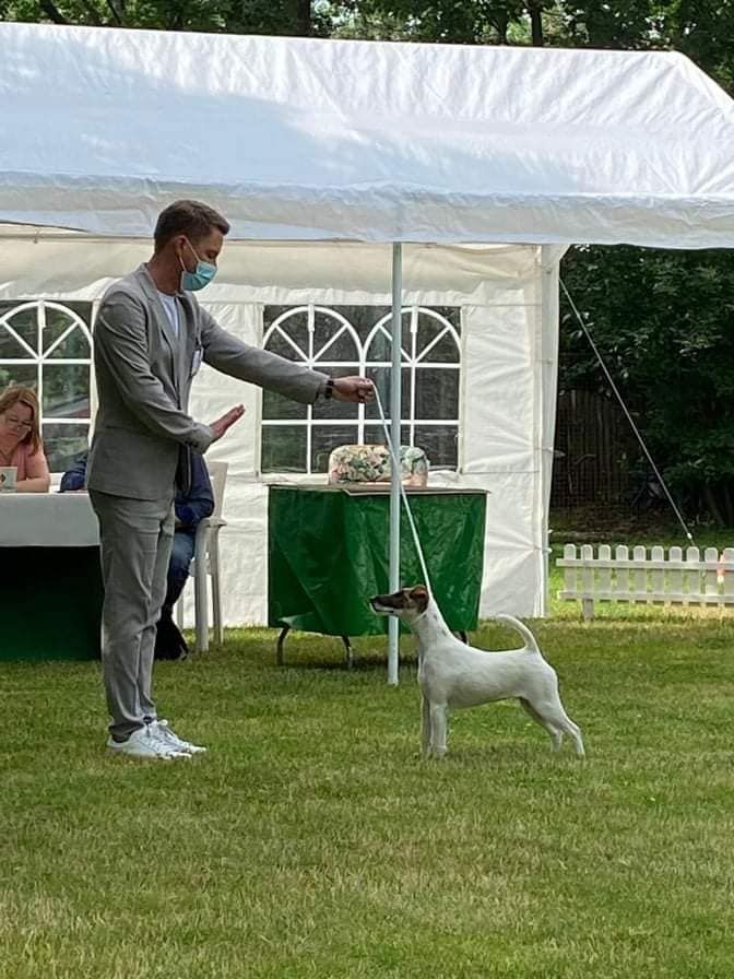 du Manoir Saint Adrien - RIANA SPECIALE FOX TERRIER A DORMAGEN EN ALLEMAGNE 27/06/21