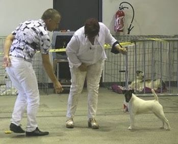 du Manoir Saint Adrien - DOG SHOW CACS CHARTRES LE 11/06/2017