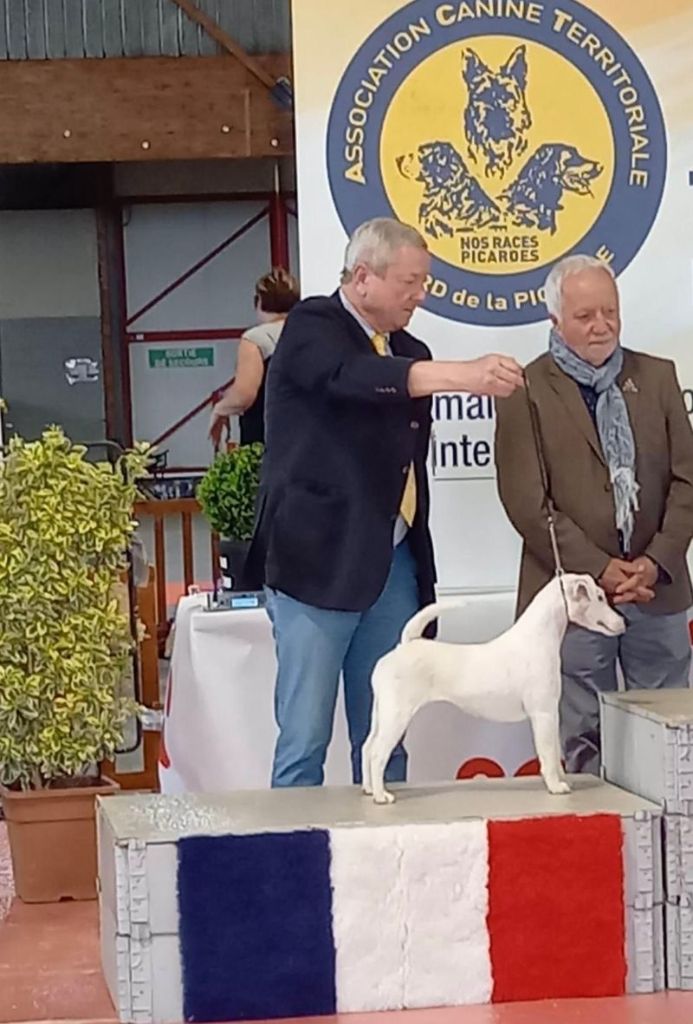 du Manoir Saint Adrien - CH SISSOU - SPECIALE DE RACE - CACS/CACIB - AMIENS - 30/04/23