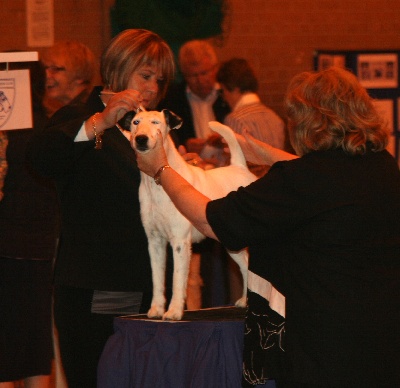 du Manoir Saint Adrien - Belfox Folk dit Milou  - Birmingham 01/08/09 Exposition en Angleterre