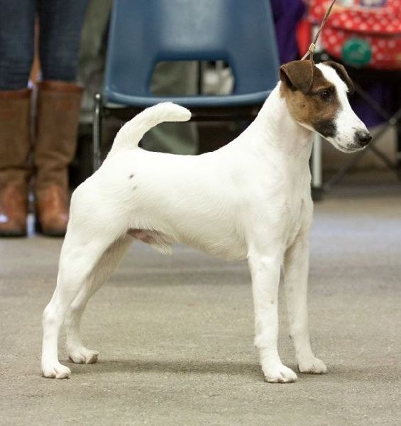 du Manoir Saint Adrien - TOP DOG SMOOTH FOX TERRIER - Le digne fils de Goupil