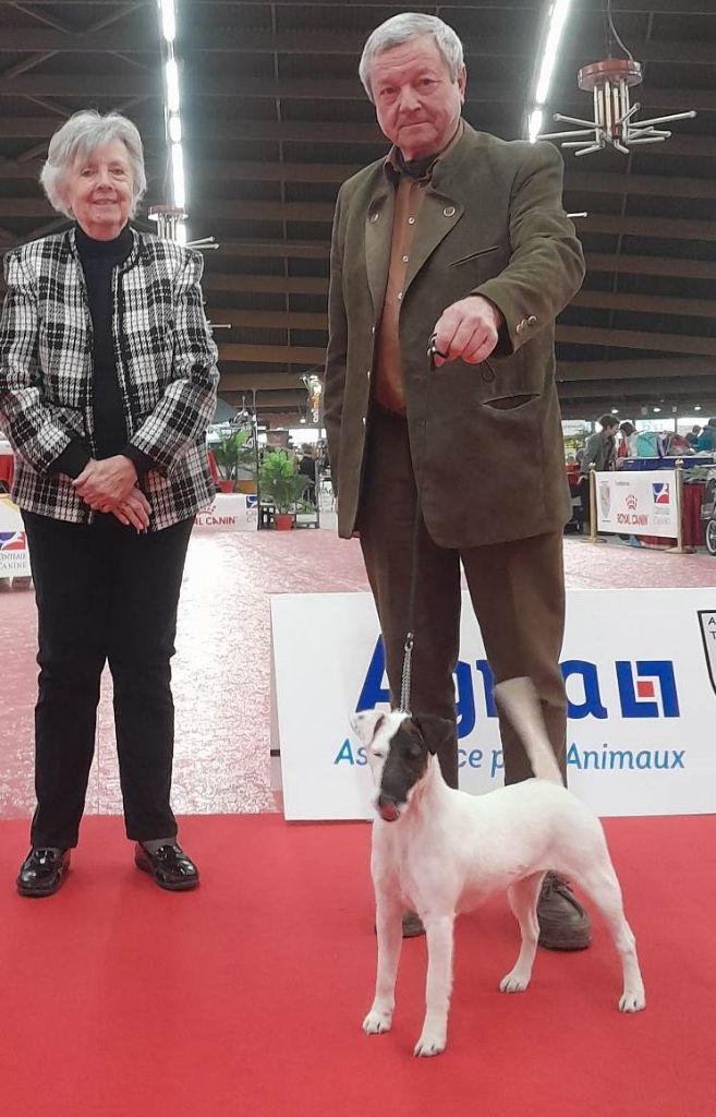 du Manoir Saint Adrien - PERPIGNAN - SPECIALE DE RACE (CACS) - CACS/CACIB - 2 JOURS DE SHOW