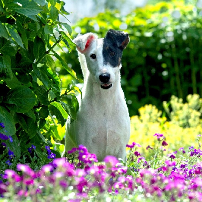 du Manoir Saint Adrien - CALENDRIER 2016 FOX A FOND.....