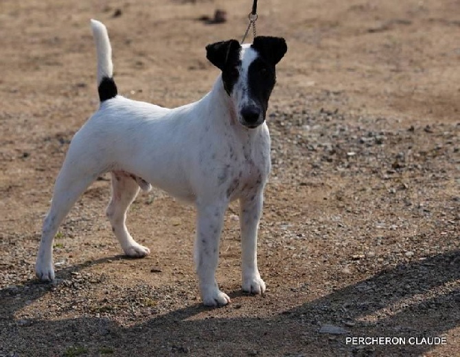 du Manoir Saint Adrien - CACS/CACIB MONTLUCON  le 15/03/2015