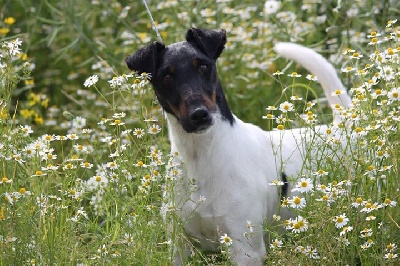 du Manoir Saint Adrien - Luxembourg Dog Show - septembre 2013 