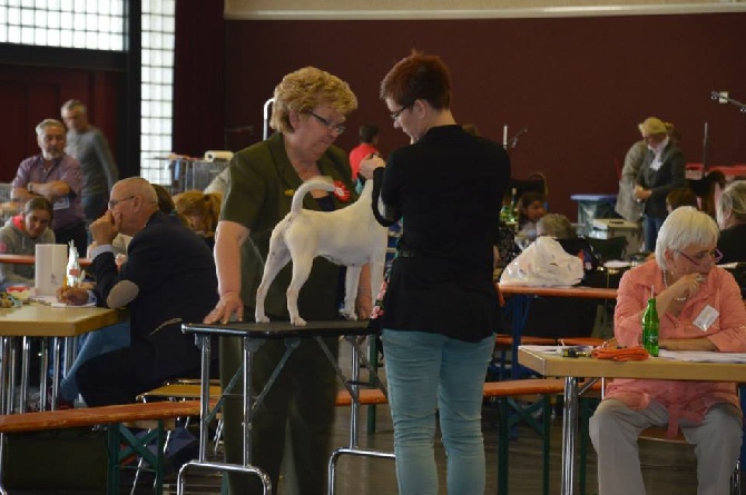 du Manoir Saint Adrien - 25th SPECIAL TERRIER LUXEMBOURG 