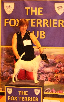 du Manoir Saint Adrien - The Fox Terrier Club - The 2013 Gold Cup Show