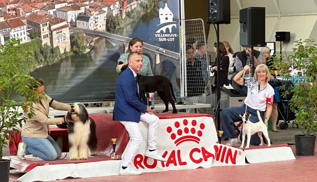 du Manoir Saint Adrien - SKY & ULTRA SONIC - NATIONAL DOG SHOW - VILLENEUVE SUR LOT