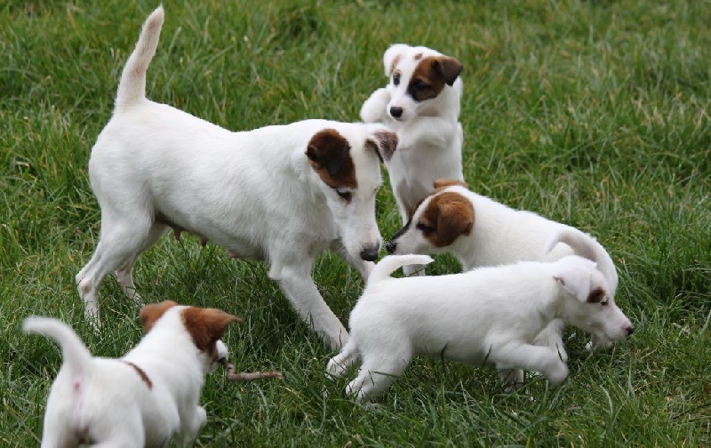 du Manoir Saint Adrien - Fox Terrier Poil lisse - Portée née le 26/01/2016