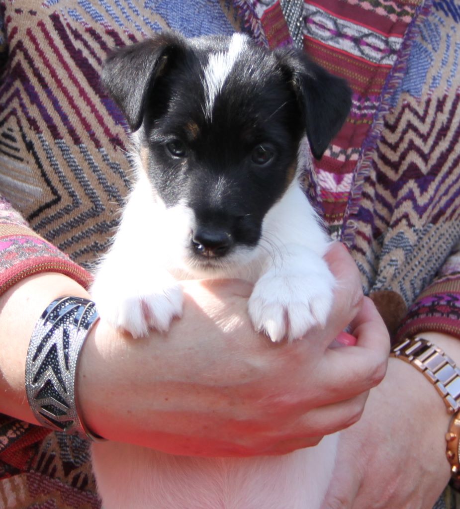 du Manoir Saint Adrien - Fox Terrier Poil lisse - Portée née le 20/02/2017