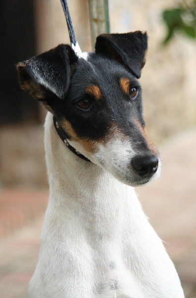 du Manoir Saint Adrien - Fox Terrier Poil lisse - Portée née le 06/12/2011