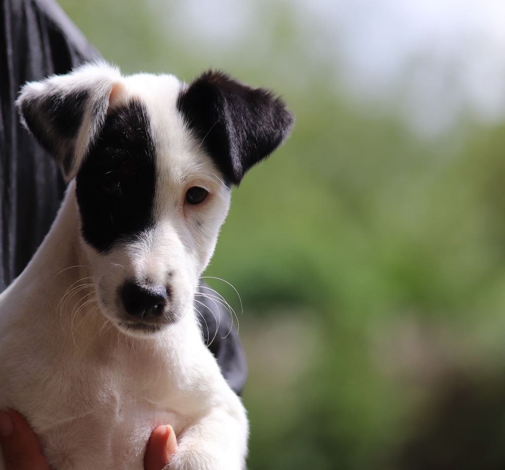 du Manoir Saint Adrien - Fox Terrier Poil lisse - Portée née le 28/05/2018