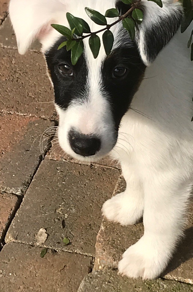 du Manoir Saint Adrien - Fox Terrier Poil lisse - Portée née le 14/12/2018