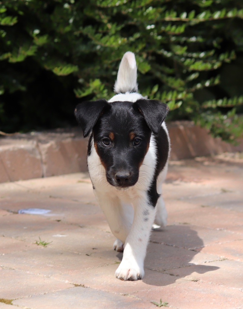 du Manoir Saint Adrien - Fox Terrier Poil lisse - Portée née le 17/03/2018