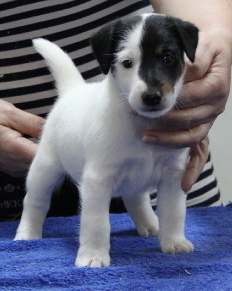 du Manoir Saint Adrien - Fox Terrier Poil lisse - Portée née le 13/10/2014