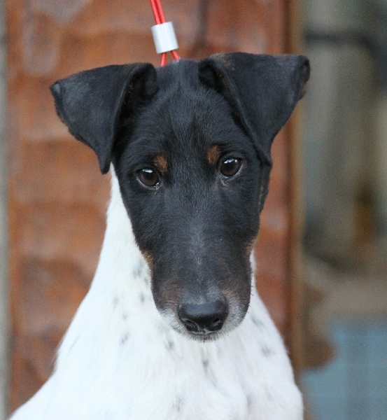 du Manoir Saint Adrien - Fox Terrier Poil lisse - Portée née le 29/05/2011