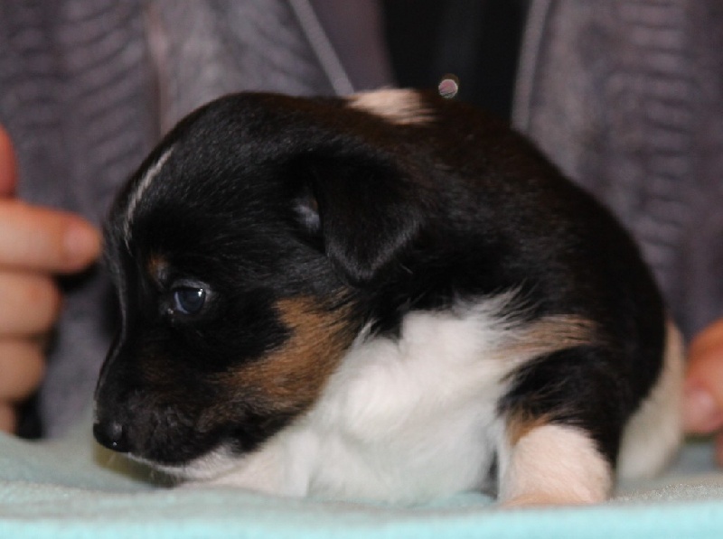 Chiot Fox Terrier Poil lisse du Manoir Saint Adrien