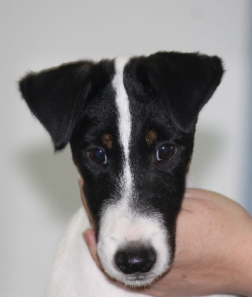 Chiot Fox Terrier Poil lisse du Manoir Saint Adrien