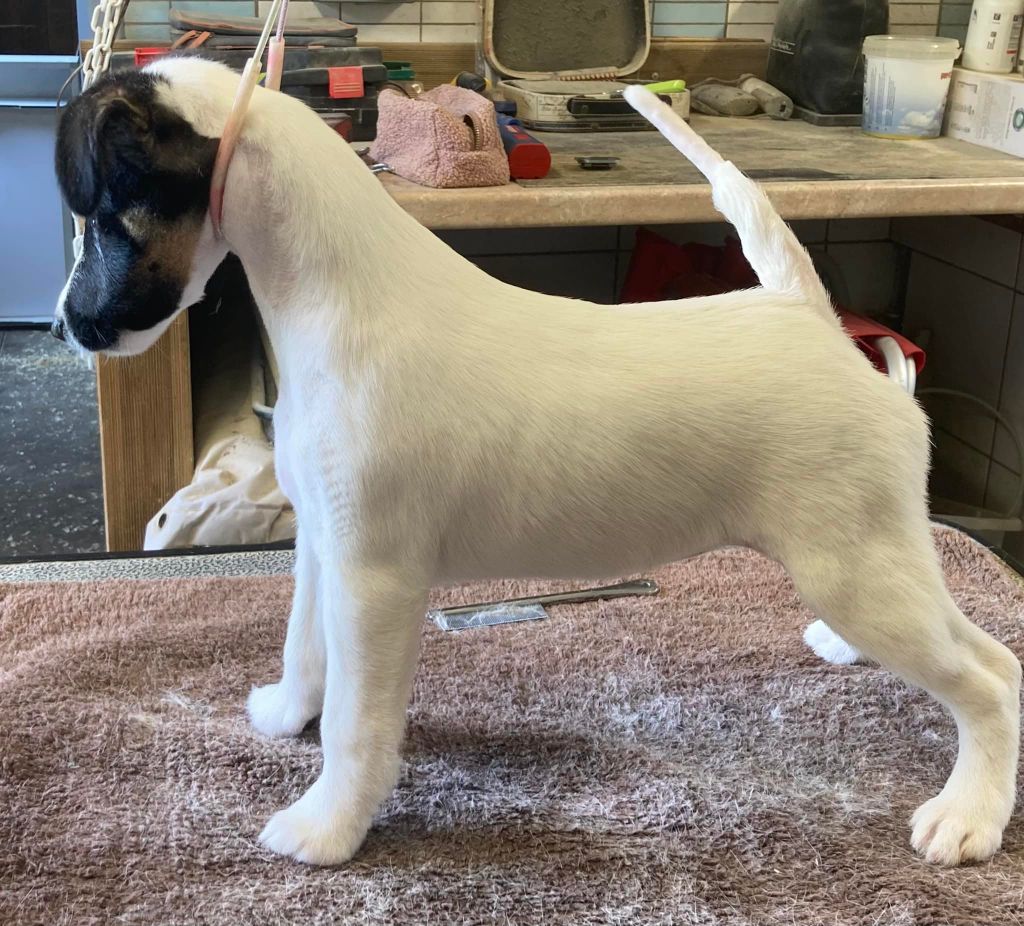 Chiot Fox Terrier Poil lisse du Manoir Saint Adrien