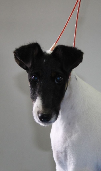 du Manoir Saint Adrien - Fox Terrier Poil lisse - Portée née le 11/03/2015