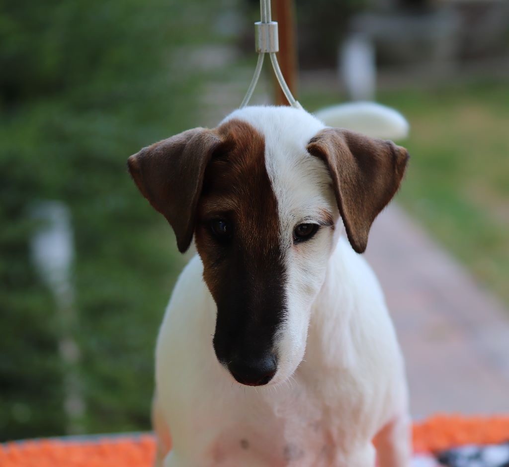 du Manoir Saint Adrien - Fox Terrier Poil lisse - Portée née le 28/03/2018