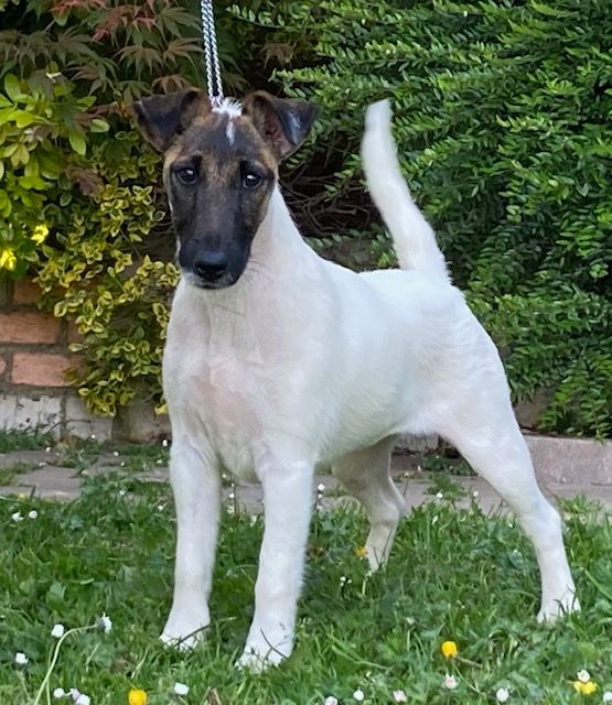 Chiot Fox Terrier Poil lisse du Manoir Saint Adrien