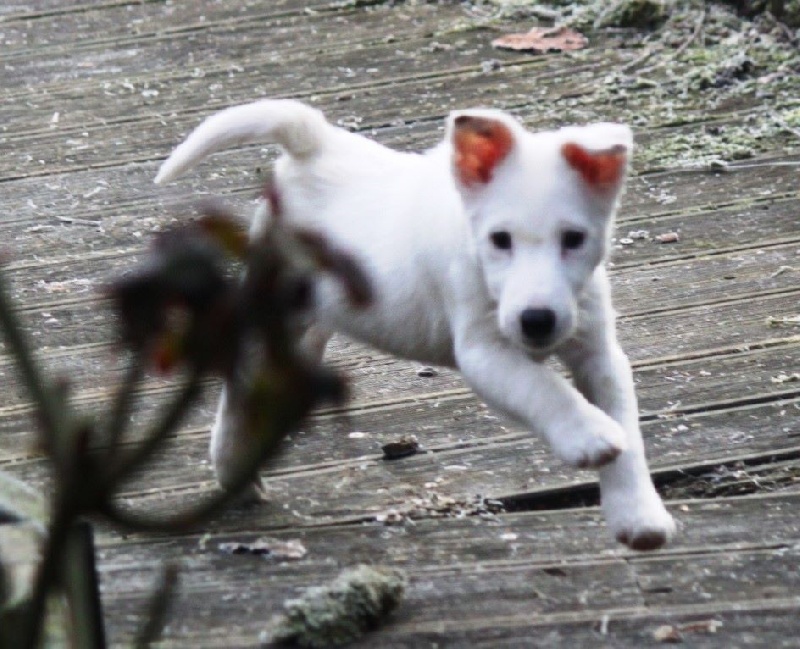 Chiot Fox Terrier Poil lisse du Manoir Saint Adrien